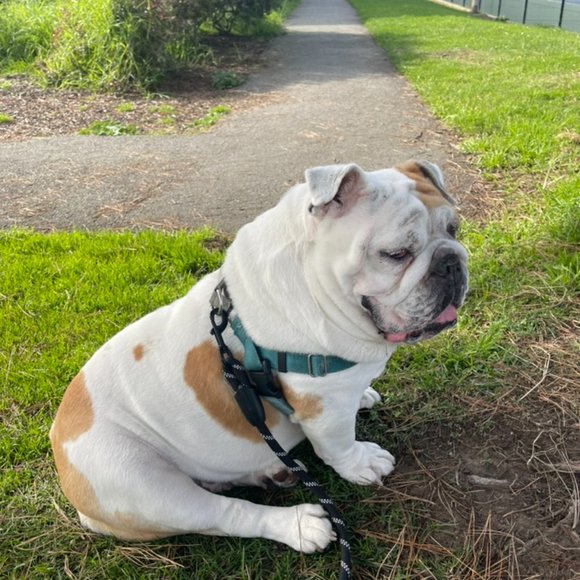 Mother of Bulldogs - Picture 6 of 8